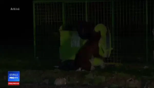 Urşii nu se mai tem de nimic. Locul unde se înregistrează 3 atacuri pe noapte