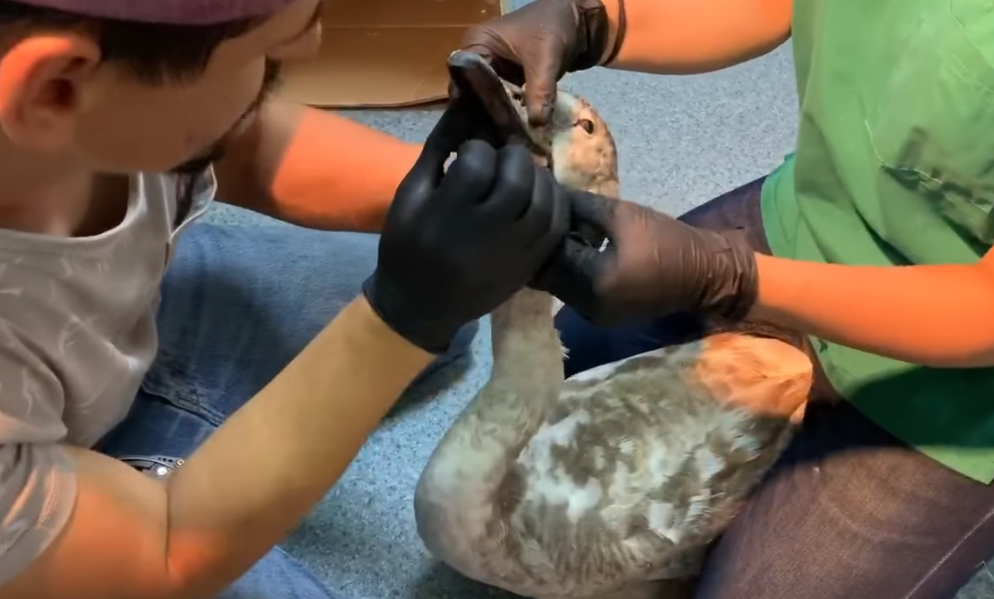 O lebădă din parcul IOR din București, aproape să moară după ce a înghițit un ghem de ață de pescuit