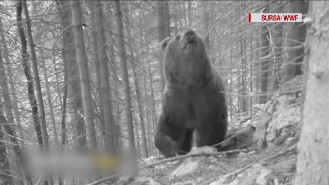 Autostrăzile din România, un pericol pentru animalele sălbatice. Soluțiile ecologiștilor