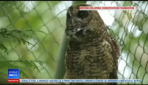 Dilema care a revoltat oamenii de știiță. De ce trebuie ucisă o specie de bufnițe