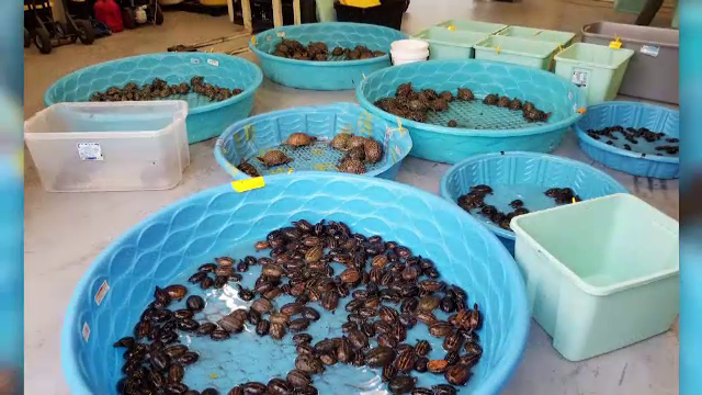 O rețea de traficanți de țestoase, destructurată în SUA. Cu cât era vândut un exemplar