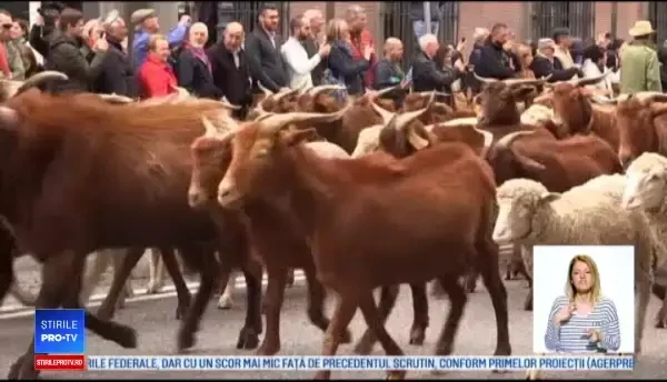 Reacția localnicilor când au văzut sute de oi pe strădile din Madrid. ”Îmi plac animalele”