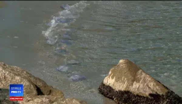 Fenomen misterios pe Litoralul nostru. De ce s-au acoperit plajele cu meduze albastre