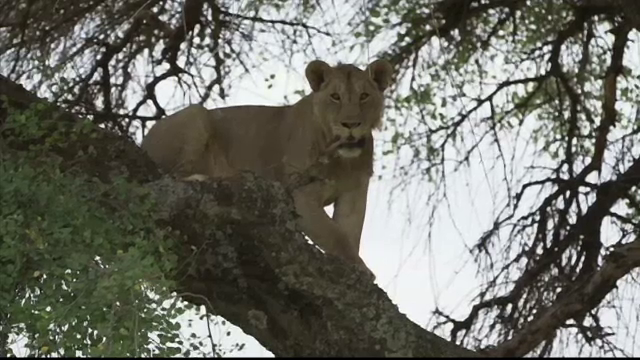 Leii din Africa, amenințați cu dispariția. De ce sunt uciși de triburile Maasai