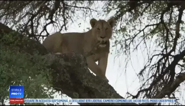 Leii din Africa, amenințați cu dispariția. De ce sunt uciși de triburile Maasai
