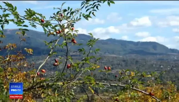 Fructele ce ar putea să-i îmbogăţească pe români se usucă, neculese, În Italia se vând cu mii de euro