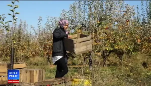 Fermierii maramureşeni preferă zilieri din Somalia sau Irak. "Ne înţelegem prin semne"