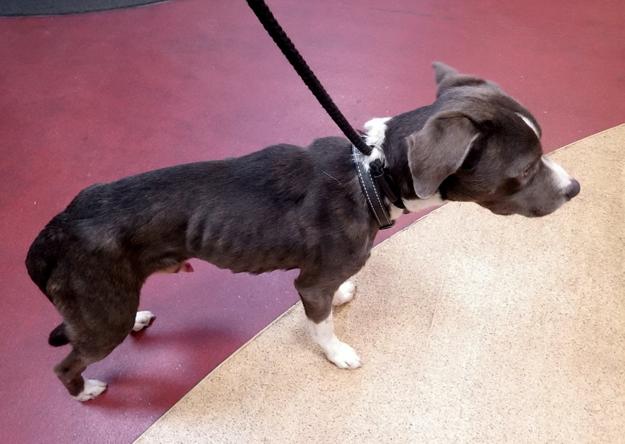 O femeie şi-a închis în casă câinele şi pisicile și s-a mutat. Ce a găsit apoi poliţia