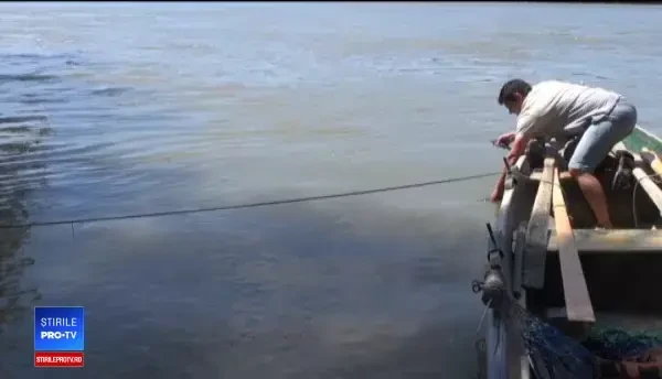 Peşti marcaţi cu cipuri, găsiţi într-un restaurant din Deltă. "Veneau de pe Lună"