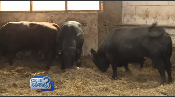 De ce carnea de porc poate fi mai sănătoasă decât cea de vită. "Ăsta e paradoxul porcului"