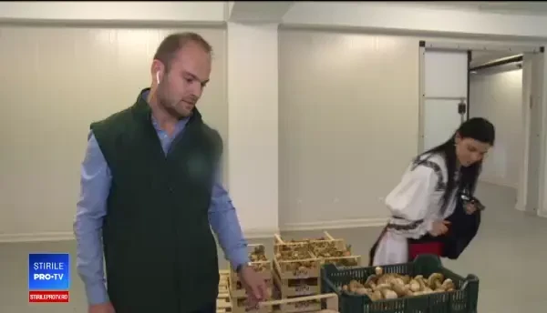 Seceta aduce pagubă-n ciuperci. Din ce țări am ajuns să importăm ghebe pentru zacuscă