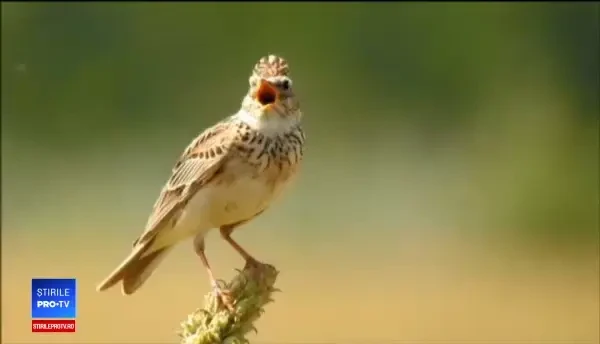 Vânătoarea de ciocârlii, interzisă. Ce riscă braconierii prinși în flagrant