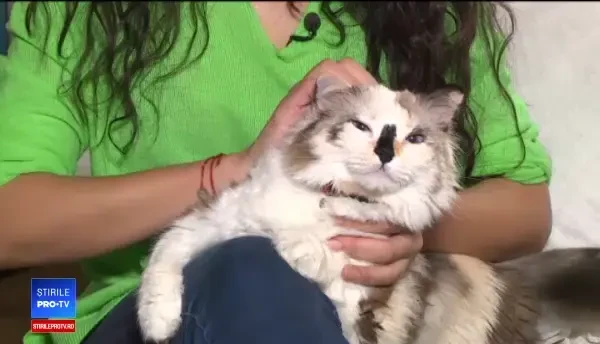 Noi reguli pentru proprietarii de animale din București. Amenda urcă până la 1.000 de lei