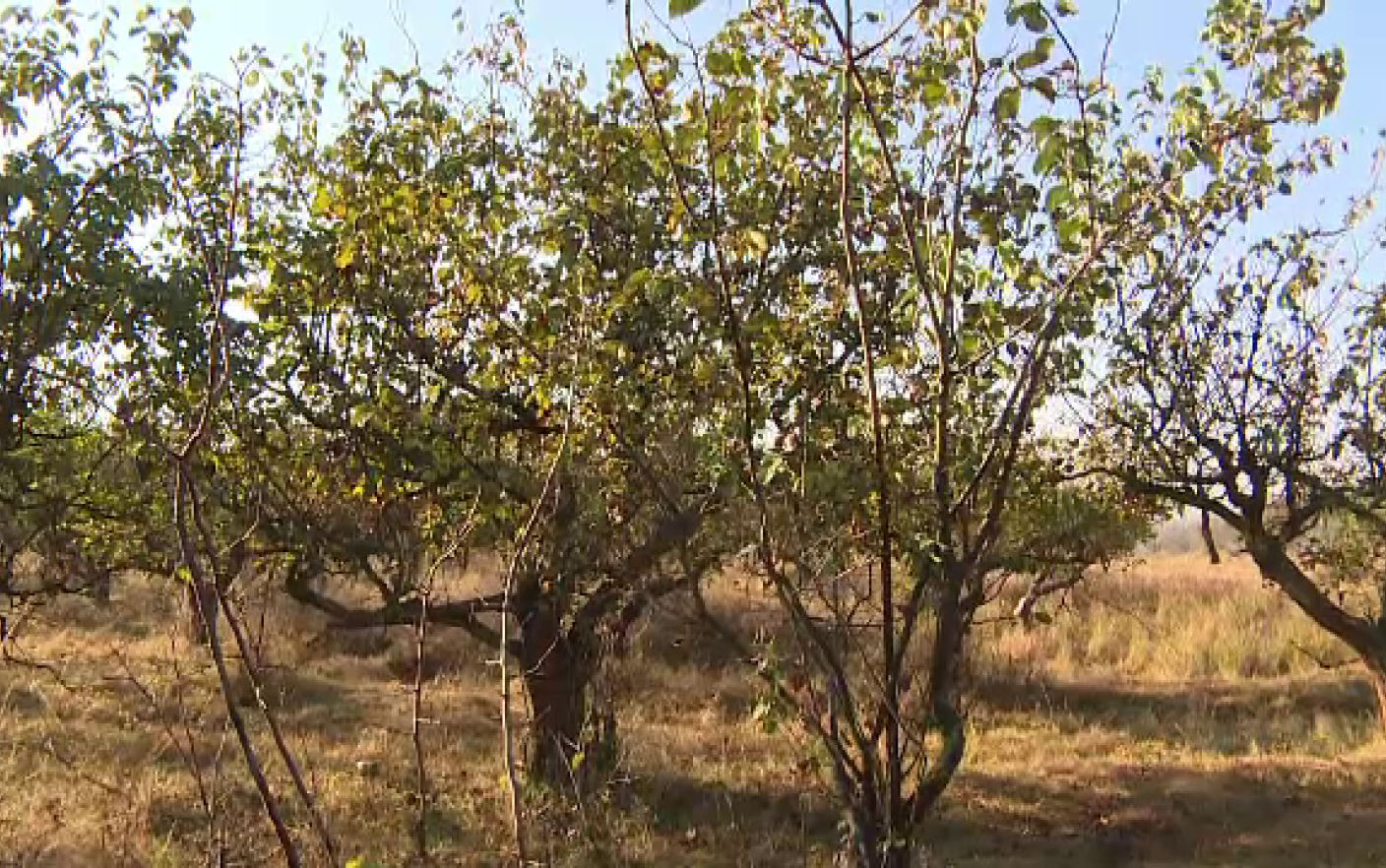 Fructele care riscă să dispară complet din România. Pomii, loviţi de o boală misterioasă