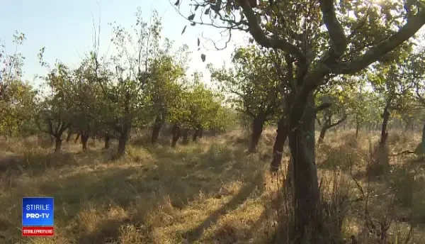 Fructele care riscă să dispară complet din România. Pomii, loviţi de o boală misterioasă