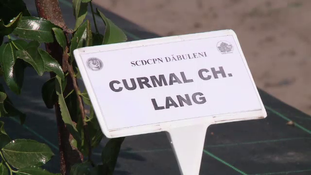 Curmal chinezesc și banane de Dăbuleni. Când vor putea fi cultivate în toată țara