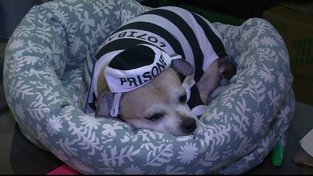 Cum și-a îmbrăcat o femeie câinele de Halloween. "Anul trecut a fost păianjen"