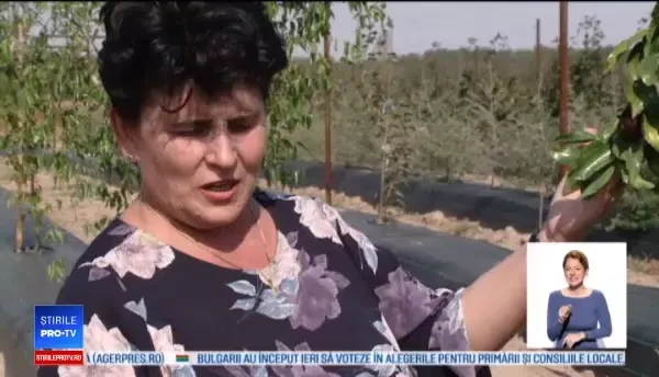 Curmal chinezesc și banane de Dăbuleni. Când vor putea fi cultivate în toată țara