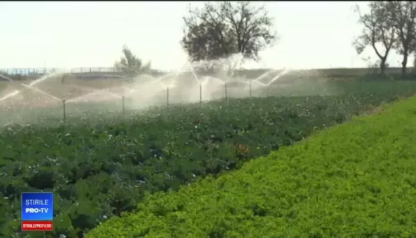 Prețul verzei a explodat, dar românii nu renunţă la ea. "Ai marfă bună, ai şi clientelă"