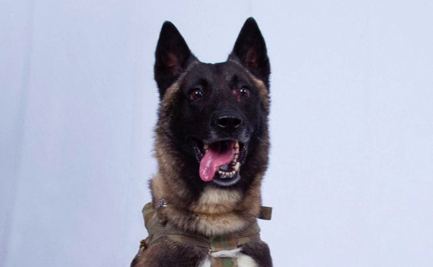 Trump a lăudat câinele care a participat la raidul împotriva liderului ISIS