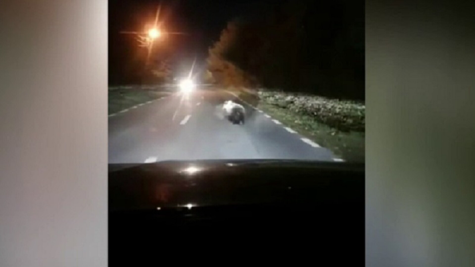 Alerte în mai multe orașe din țară. Oamenii, avertizați că urșii se plimbă pe străzi