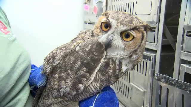 Cum a reușit un bărbat să salveze o bufniță, după ce a lovit-o cu mașina