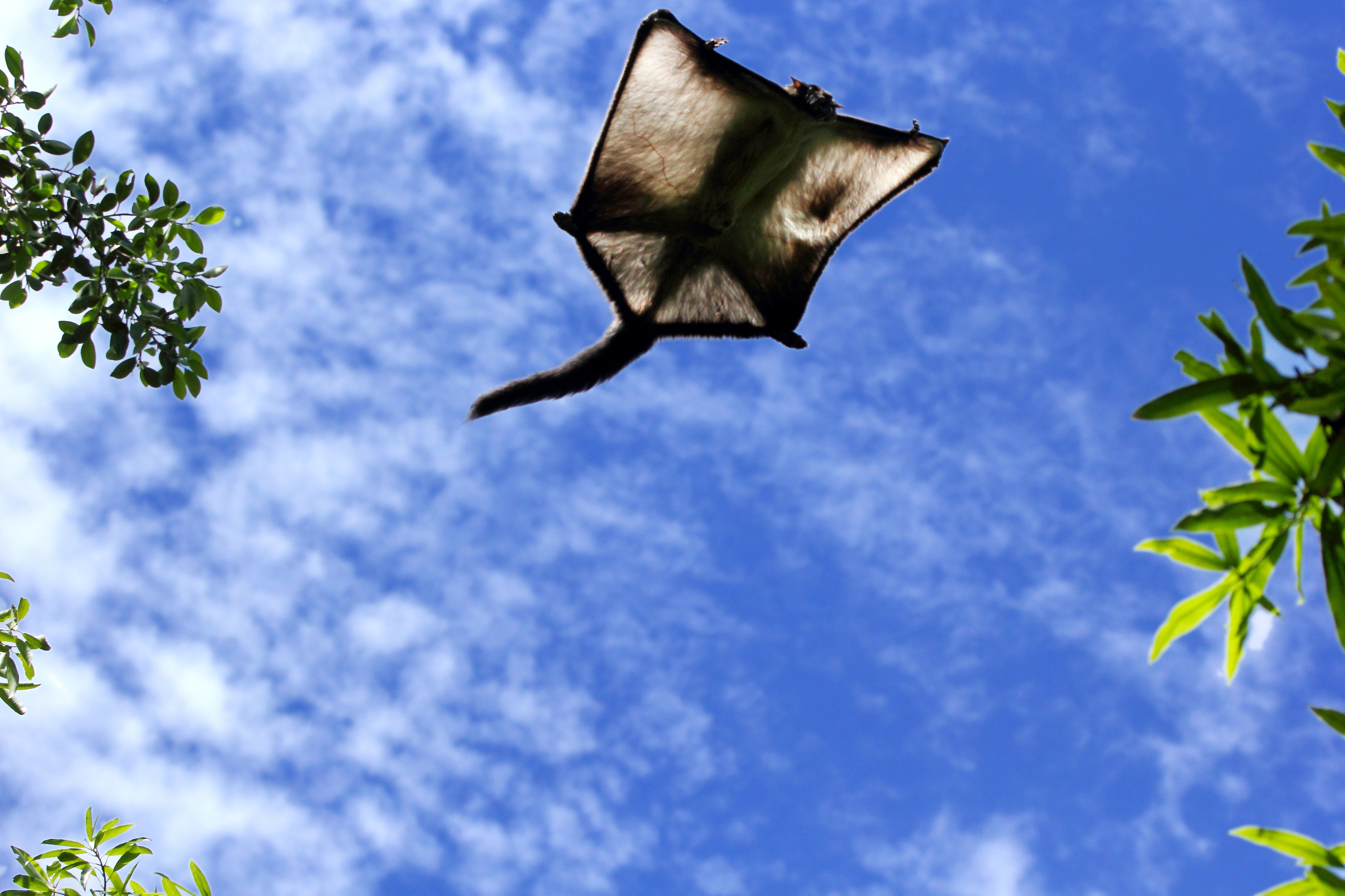 Creatură dispărută de zeci de mii de ani, descoperită de oamenii de știință în Rusia