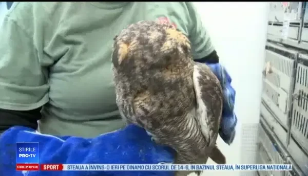 Cum a reușit un bărbat să salveze o bufniță, după ce a lovit-o cu mașina