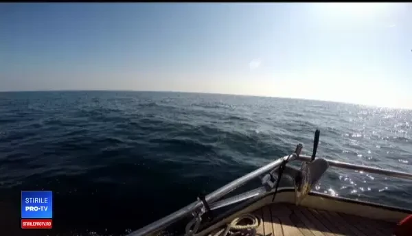 Populația de delfini din Marea Neagră se reface. Ce spun biologii marini