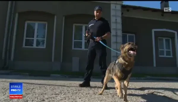Câinii de poliție vor putea fi adoptați de ofițeri după "pensionare"