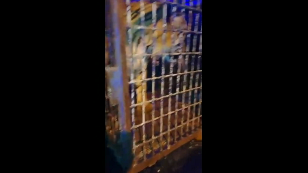 Ce s-a întâmplat cu animalele din "camionul morţii" plin cu tigri. "Călătorie de coşmar"