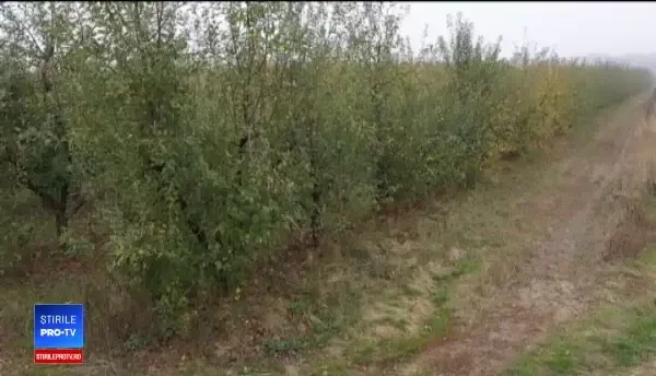 EXPERIMENT PRO TV: Cât de sănătoase sunt de fapt merele românești faţă de cele de import