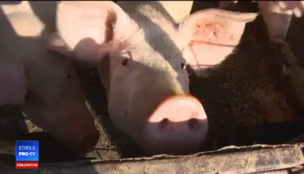 Românii riscă să nu aibă carne de porc pe masa de Crăciun. Dezastrul din ferme