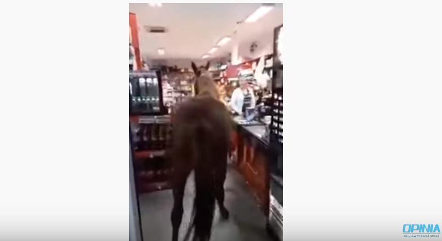 Un bărbat a intrat cu calul într-un supermarket din Buzău. Reacția angajaților