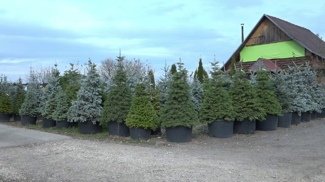 Românii au început să-și rezerve brazii de Crăciun. Care este cea mai populară specie