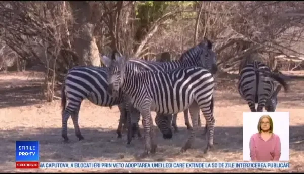 Țara în care seceta face ravagii. Animalele atacă sătenii în căutare de hrană