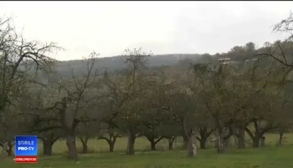 Un tânăr a fost atacat de o ursoaică în Bistrița-Năsăud