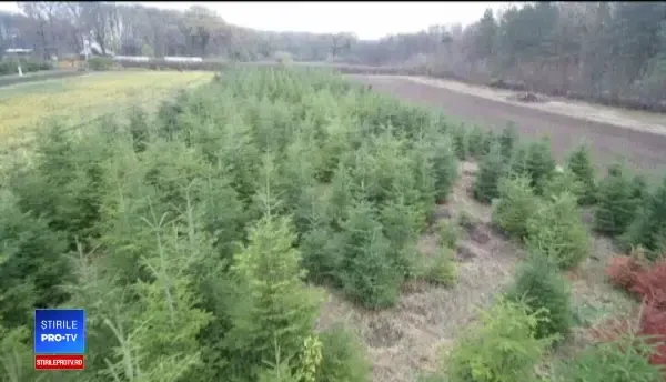 Românii au început să-și rezerve brazii de Crăciun. Care este cea mai populară specie