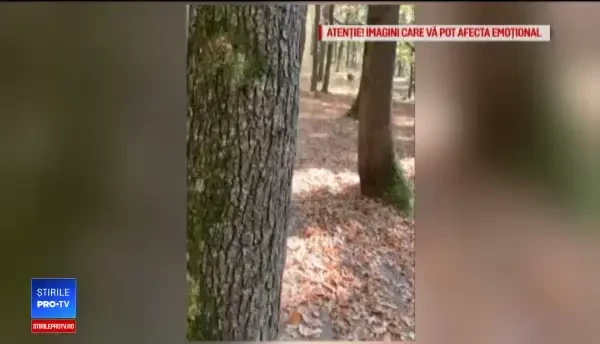 Un vânător de mistreți, atacat de urs, în Bistrița-Năsăud