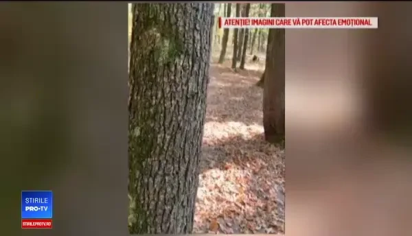 Un vânător a filmat momentul în care e sfâşiat cu sălbăticie de un urs