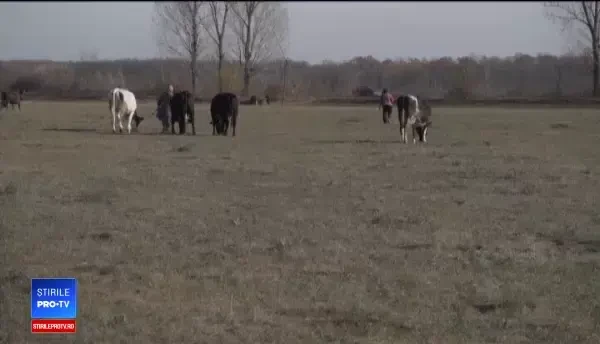 Au votat la prezidenţiale ca să aibă gaze în sat. "Nu ne ducem aşa jegoşi, cu vaca"