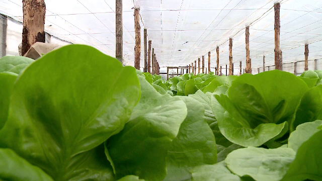 Recoltele de toamnă târzie, sursă importantă de profit pentru fermierii români