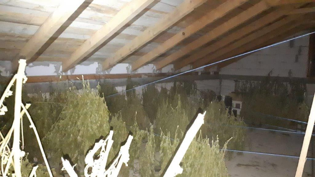 Cultură uriașă de cannabis, descoperită în Neamț. Cu cât vindea suspectul kilogramul