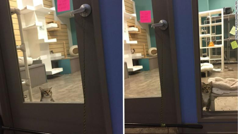 Un motan rebel a fost trimis la "carceră" pentru că a eliberat pisicile dintr-un adăpost