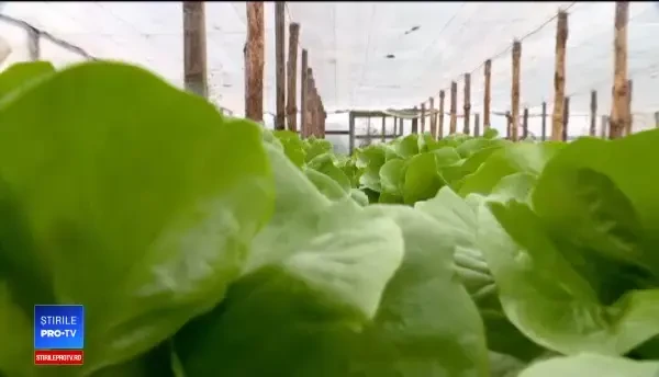 Recoltele de toamnă târzie, sursă importantă de profit pentru fermierii români