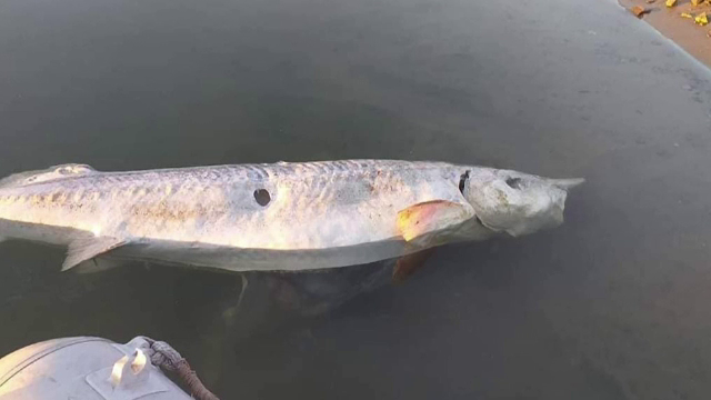 Peşte foarte rar, găsit măcelărit pe malul Dunării. "Comoara" pe care au căutat-o braconierii în interiorul lui