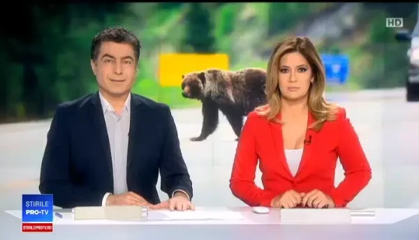 Ursul lovit de mașină în Harghita a agonizat 17 ore. Instituțiile, paralizate