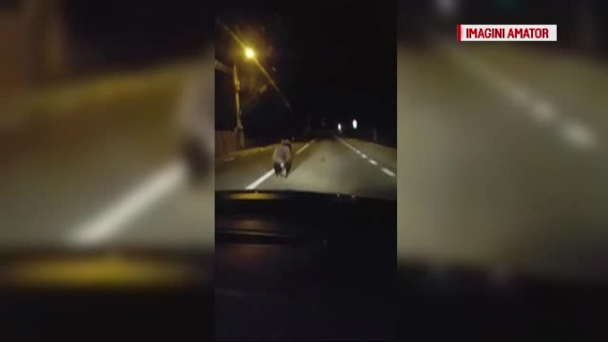 O ursoaică a fost lovită mortal de un autoturism pe DN 1