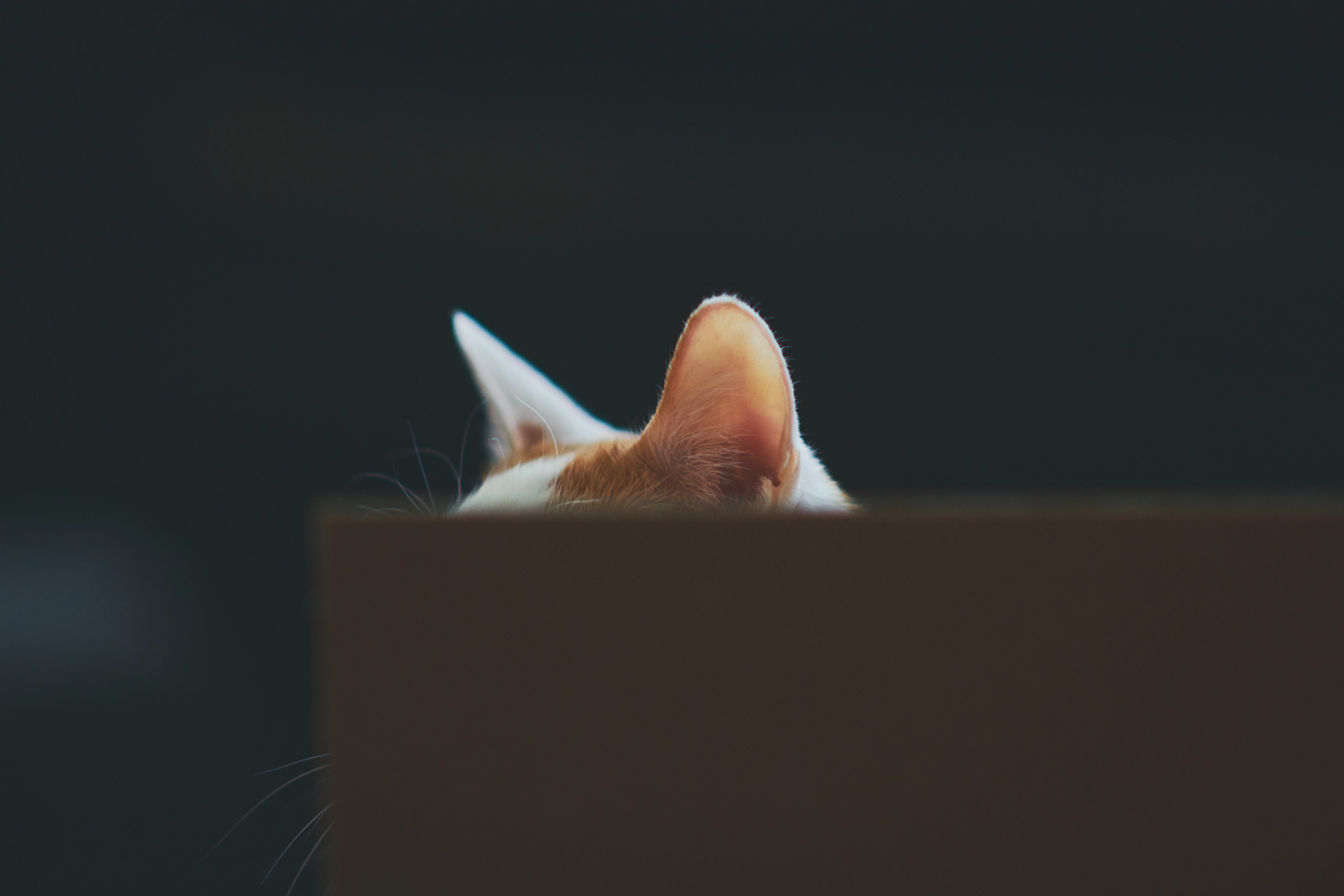 Au apărut detectivii pentru pisici rătăcite. Le găsesc cu dispozitive de ultimă generație