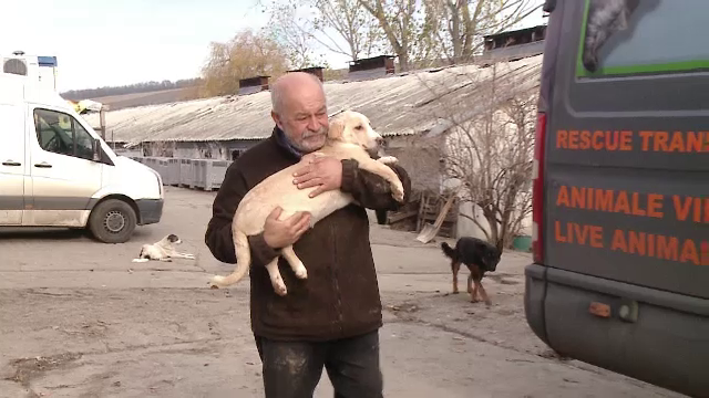 Sute de câini riscă să fie ucişi în Cluj-Napoca. De ce se închide adăpostul